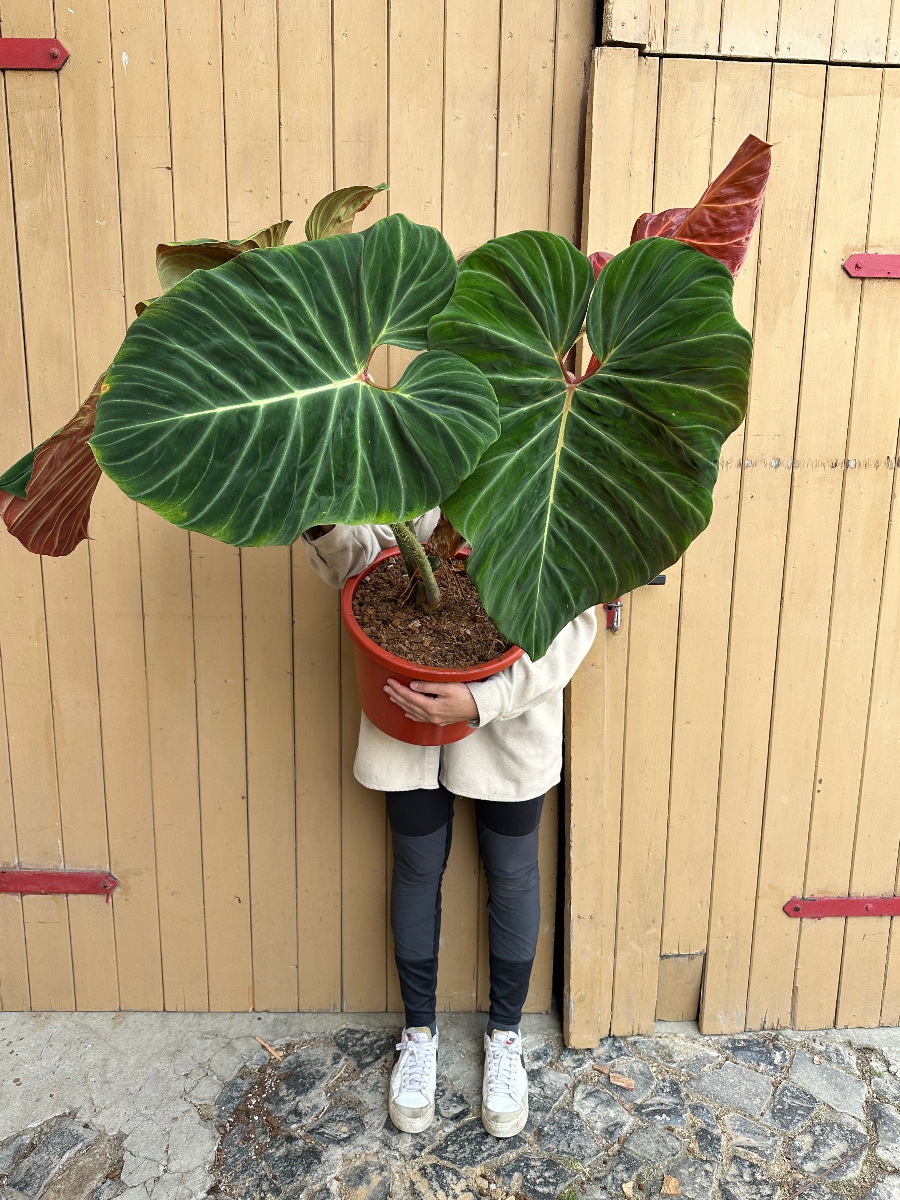 philodendron amazon rainforest Philodendron Verrucosum Amazon Sunset XXL