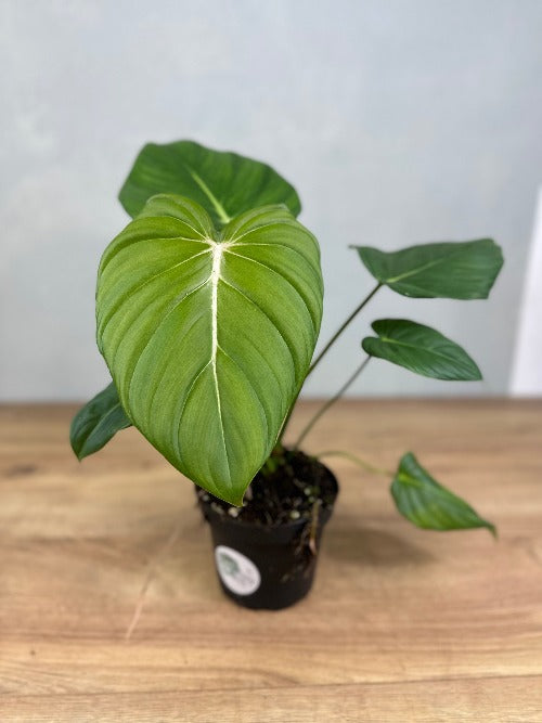 Philodendron Dean McDowell