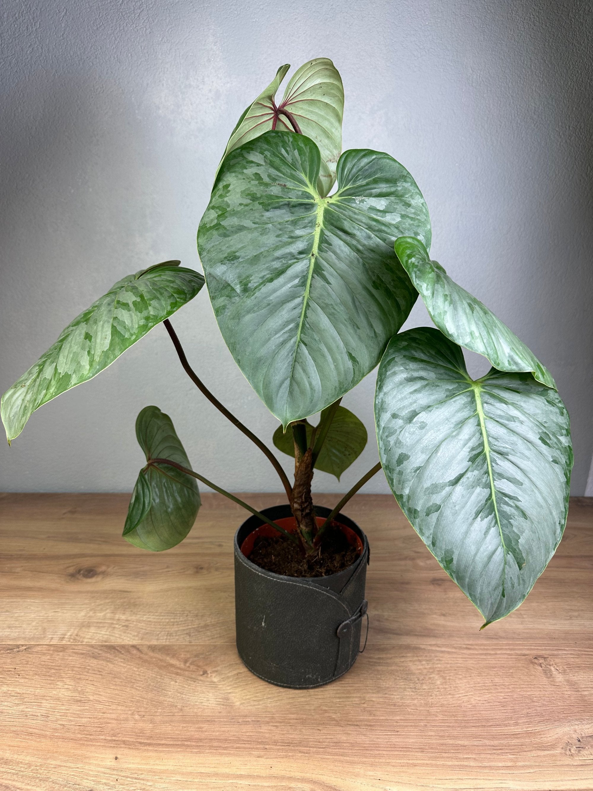 sodiroi philodendron Philodendron Sodiroi