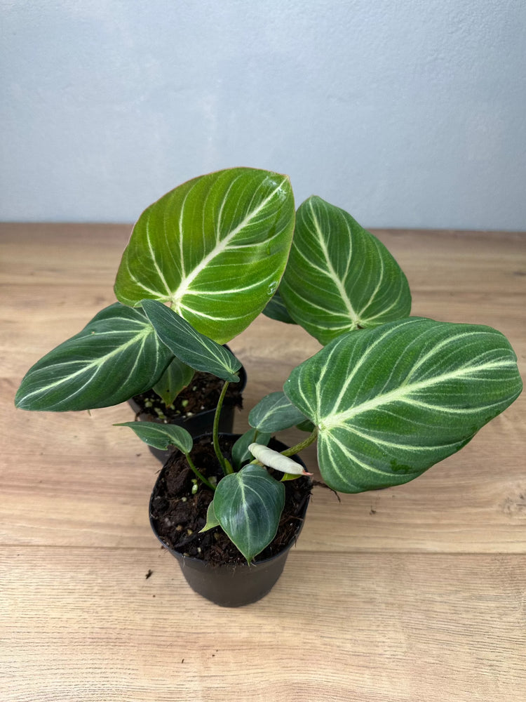 Philodendron Gloriosum Zebra
