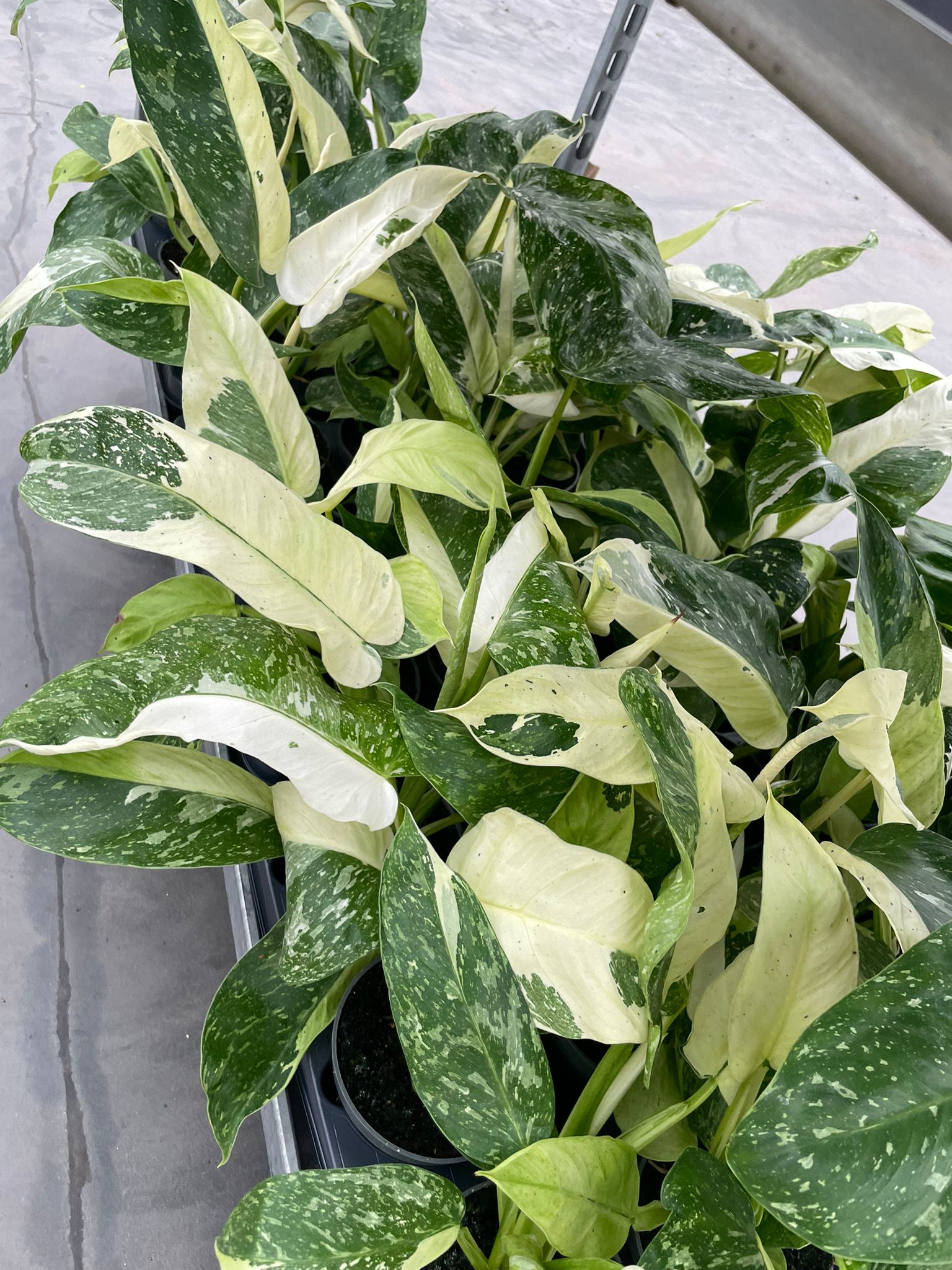 jose buono philodendron care Philodendron Jose Buono Variegata