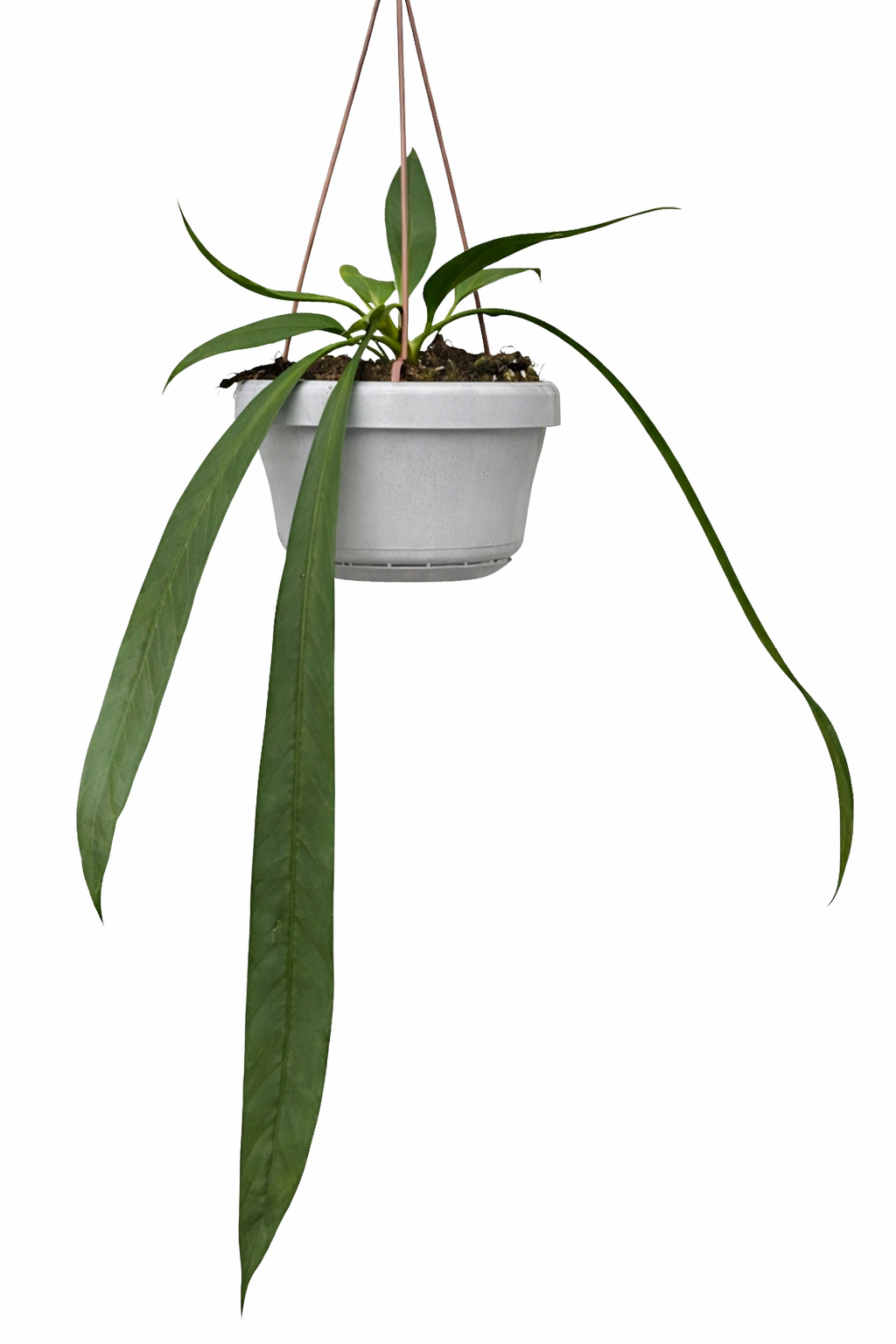 anthurium vittarifolium price Anthurium Vittarifolium – Harmony Plants