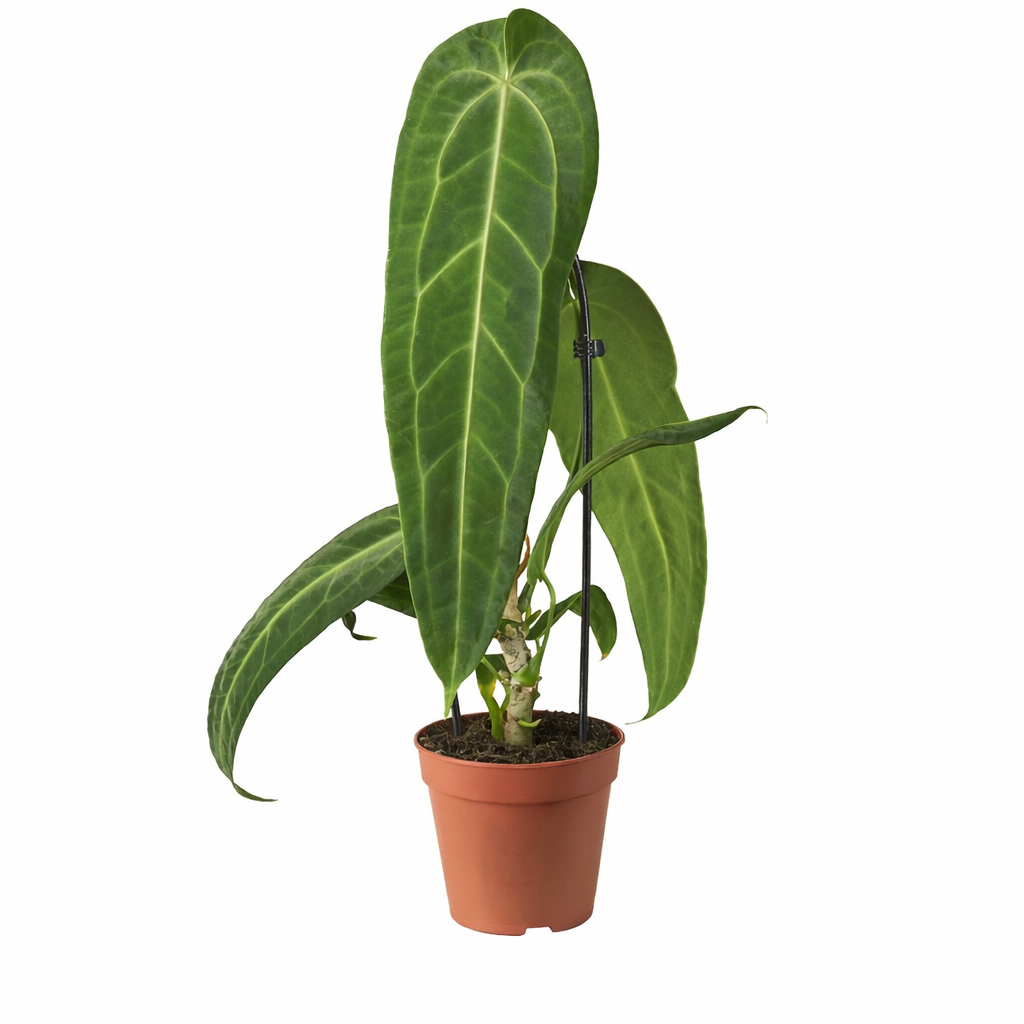 anthurium warocqueanum uk Anthurium Warocqueanum XXL