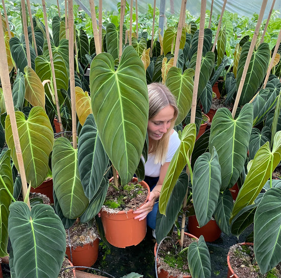 Wholesale Harmony Plants