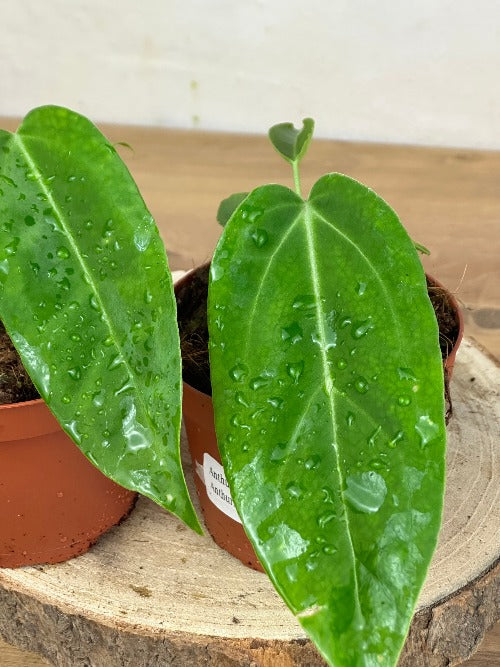 Anthurium Pallidiflorum x Crystallinum