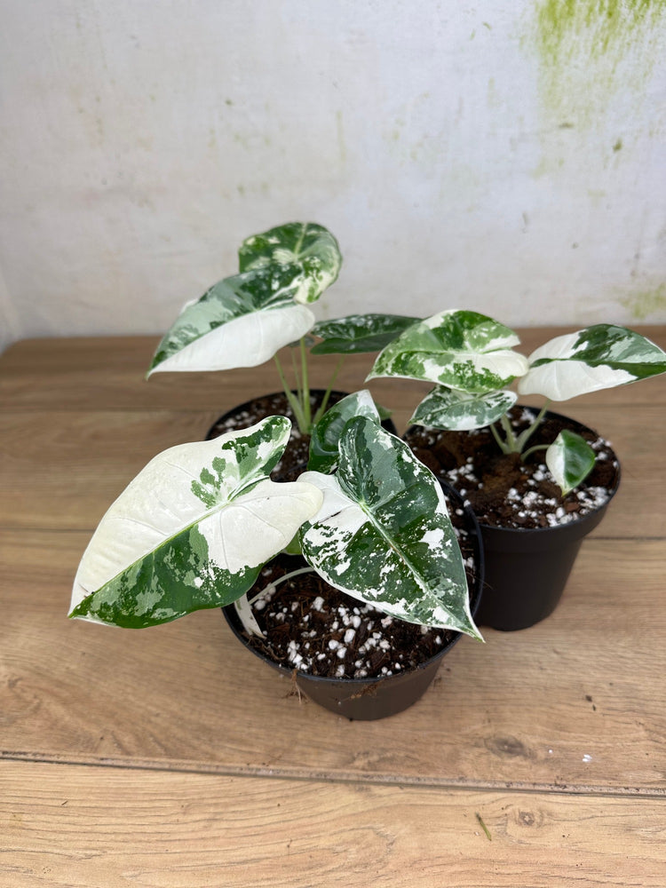 Alocasia Frydek Variegata