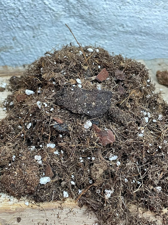 Harmony Plants Aroid Mix