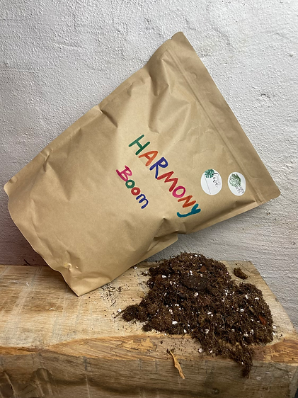 Harmony Plants Aroid Mix