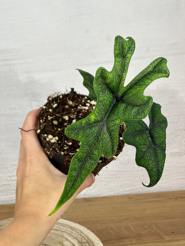 Alocasia Jacklyn