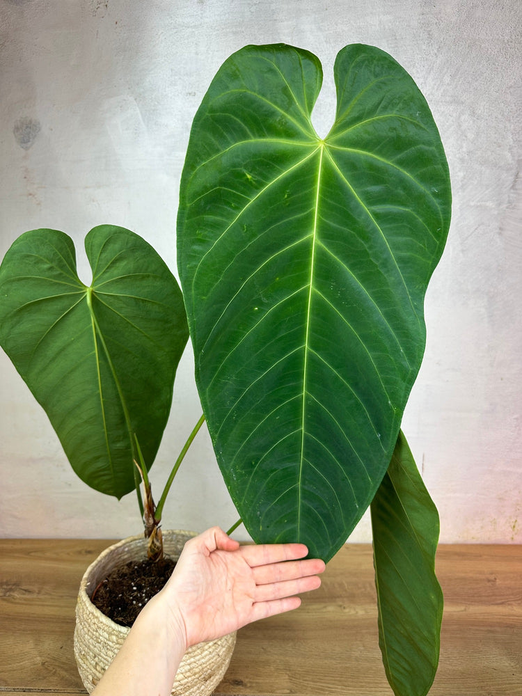 Anthurium Queremalense L