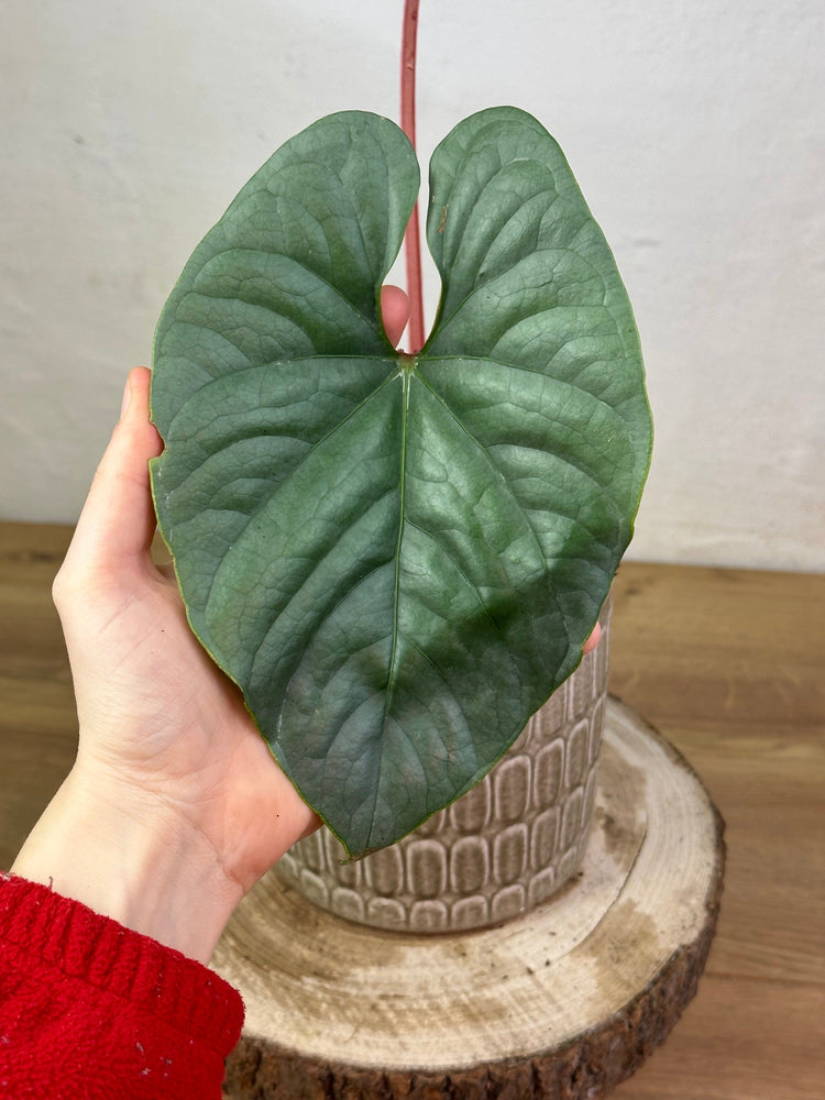 Anthurium Sp Silver Peru