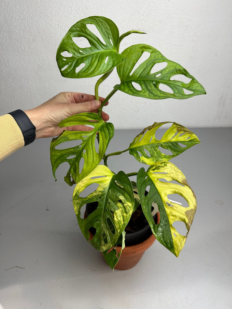 Monstera adansonii aurea variegata