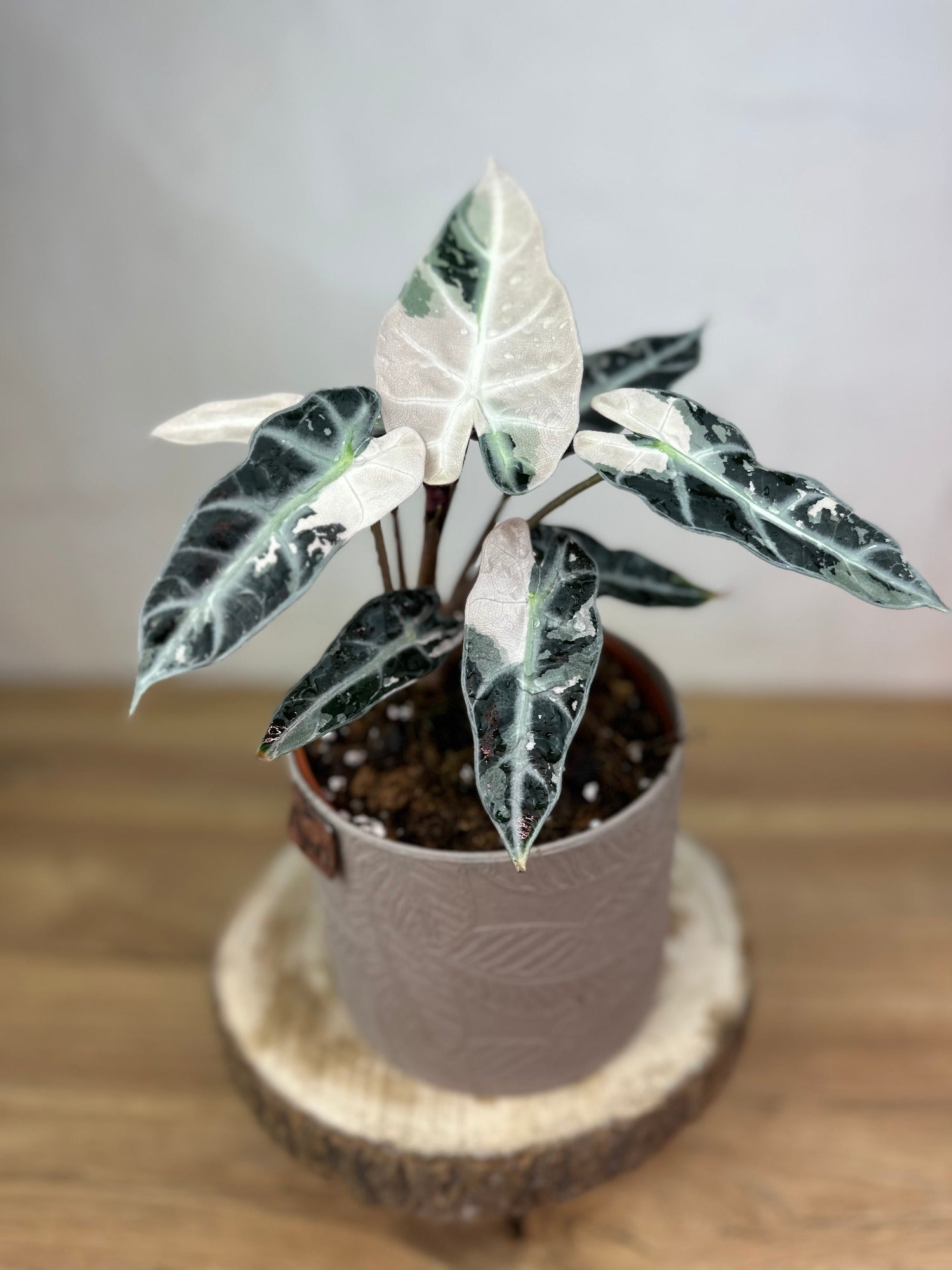 Alocasia Bambino Variegata