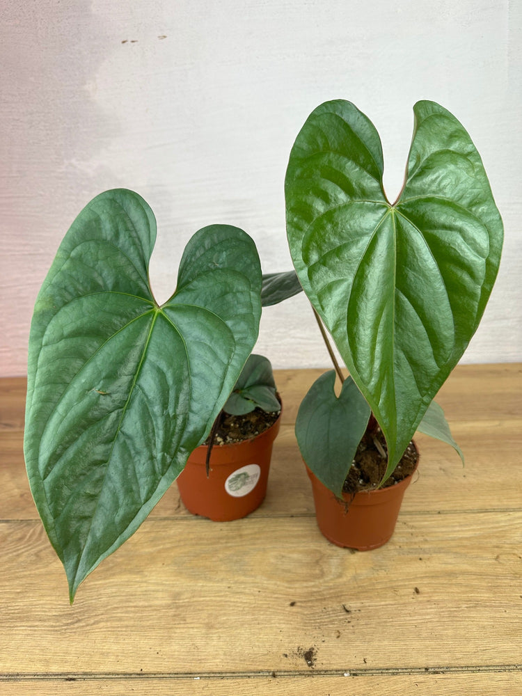 Anthurium Sp Silver Peru