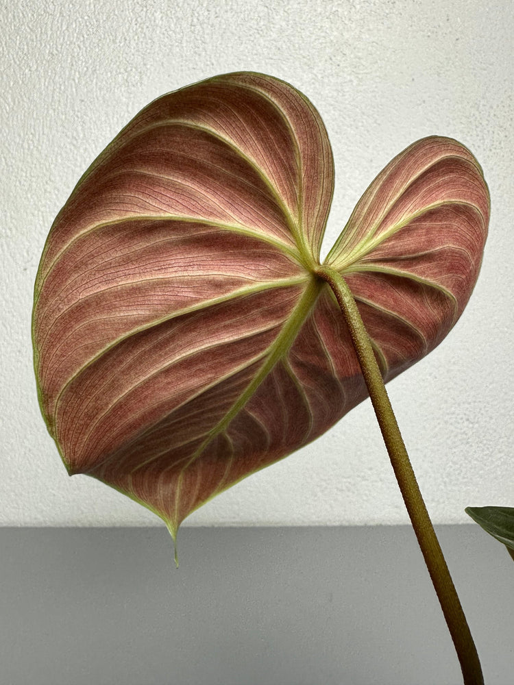 Philodendron El Choco Red