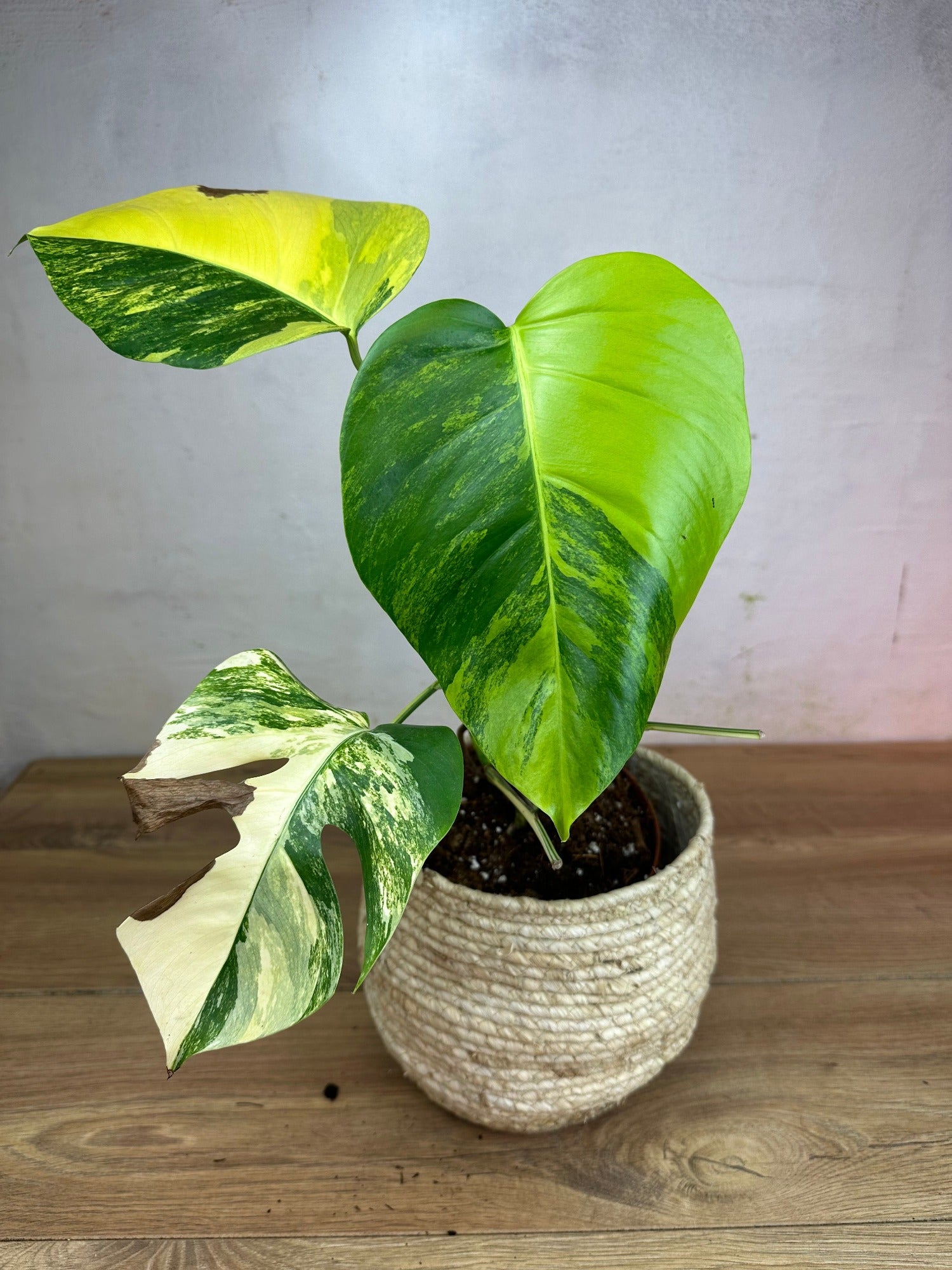 monstera borsigiana aurea Monstera Aurea Variegata