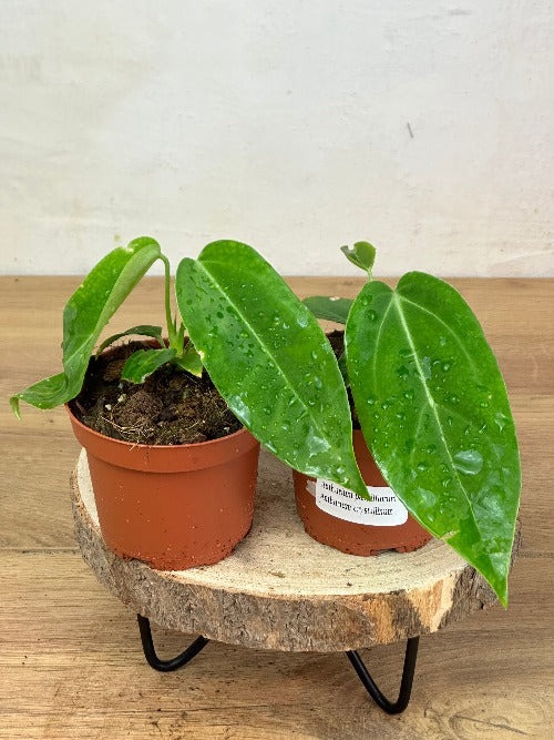 Anthurium Pallidiflorum x Crystallinum