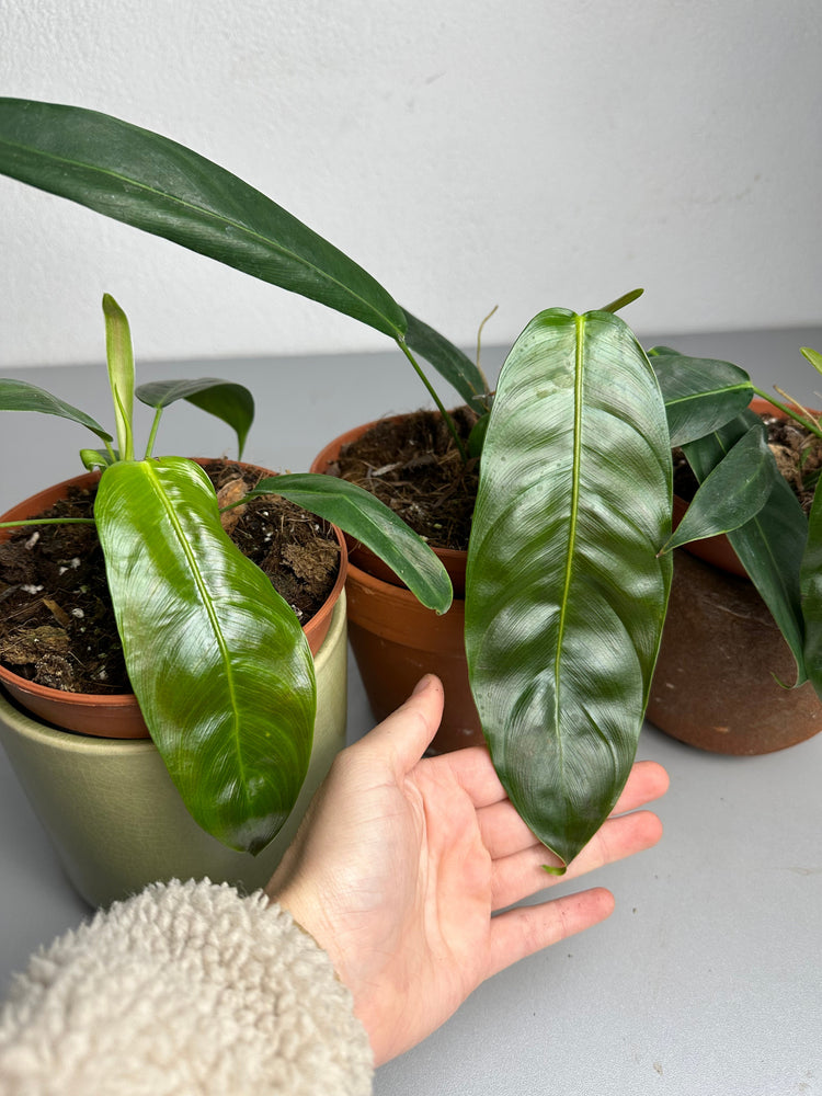 Philodendron Patriciae