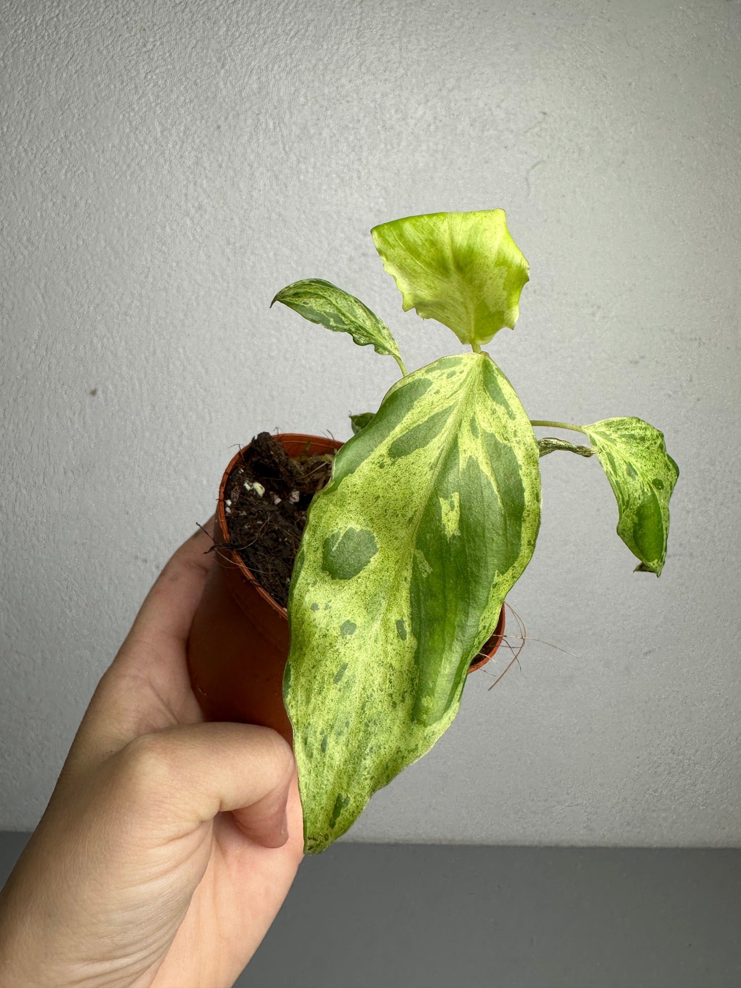 philodendron baby plants Philodendron Paraiso Verde Baby