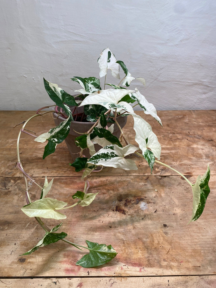 Syngonium Albo Variegata