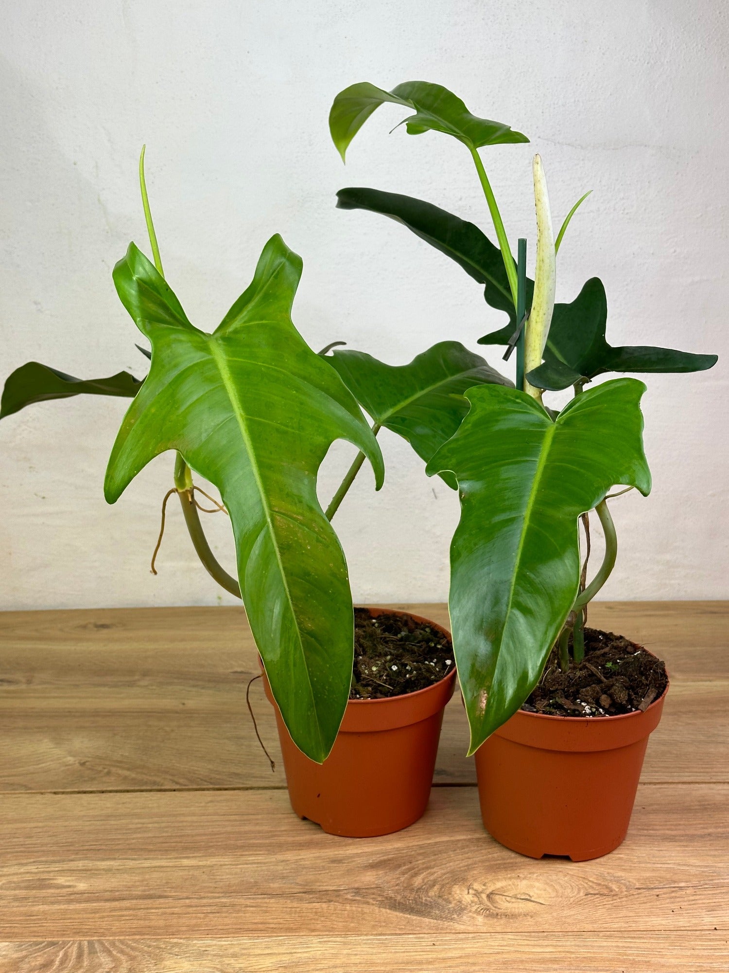 philodendron jerry horne for sale Philodendron Jerry Horne