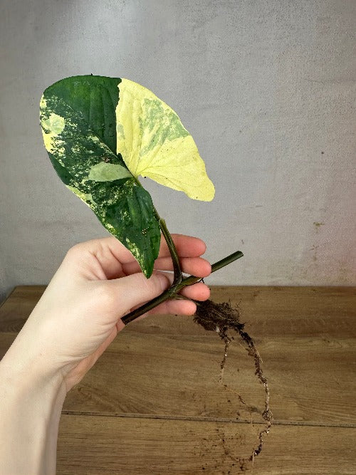 Syngonium Aurea