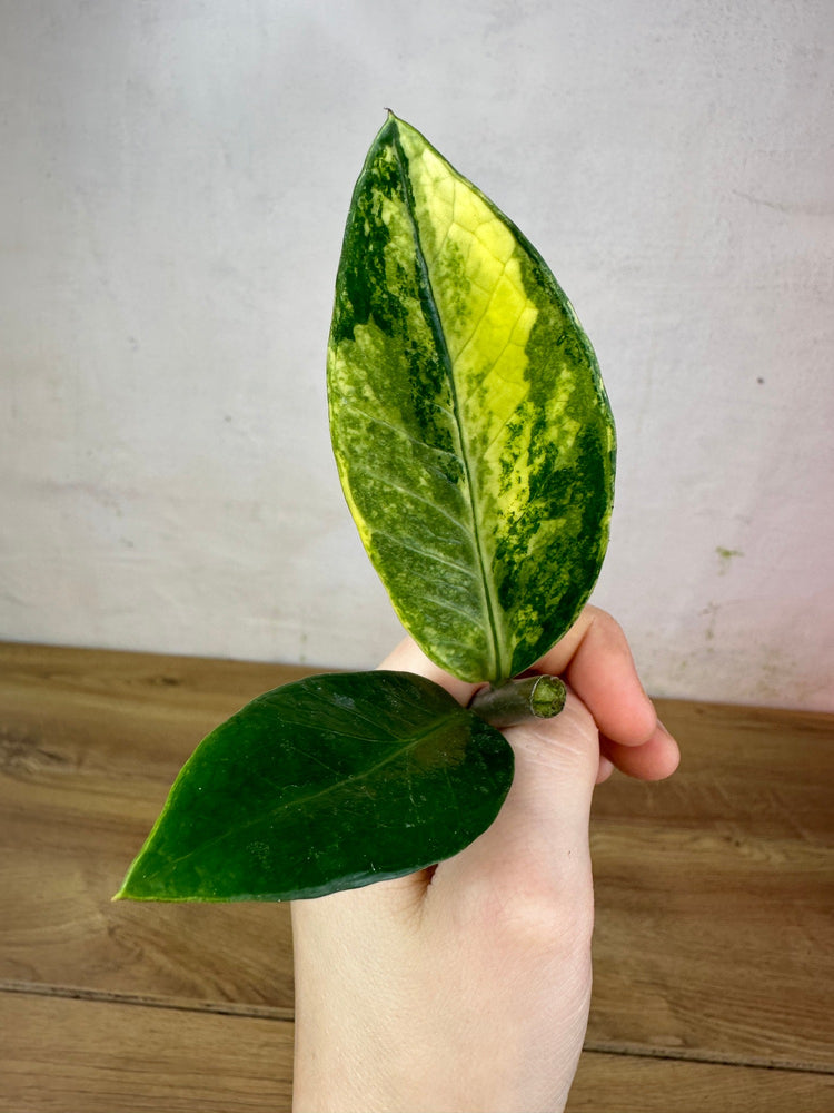 Zamioculcas Zamiifolia Variegata