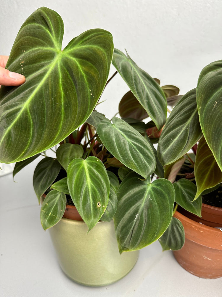 Philodendron El Choco Red