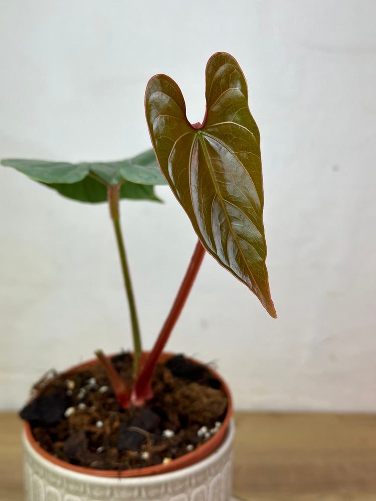Anthurium Sp Silver Peru