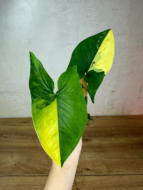Syngonium Aurea