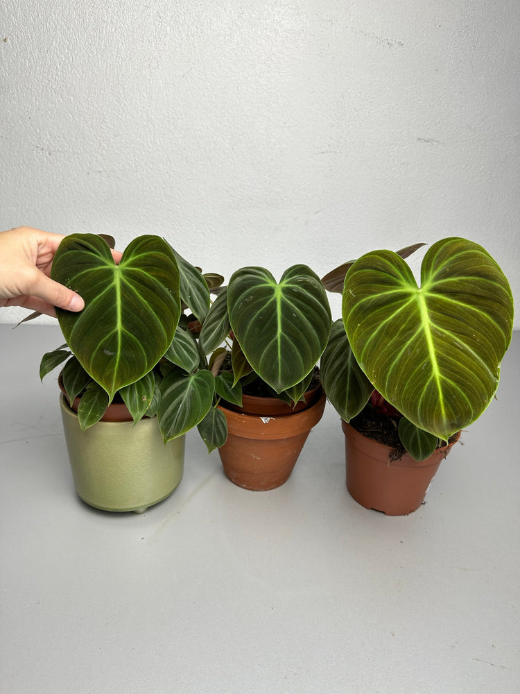 Philodendron El Choco Red