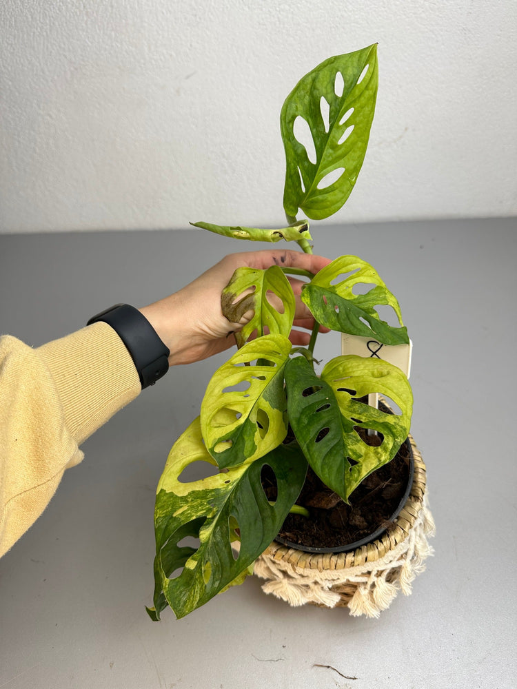 Monstera adansonii aurea variegata