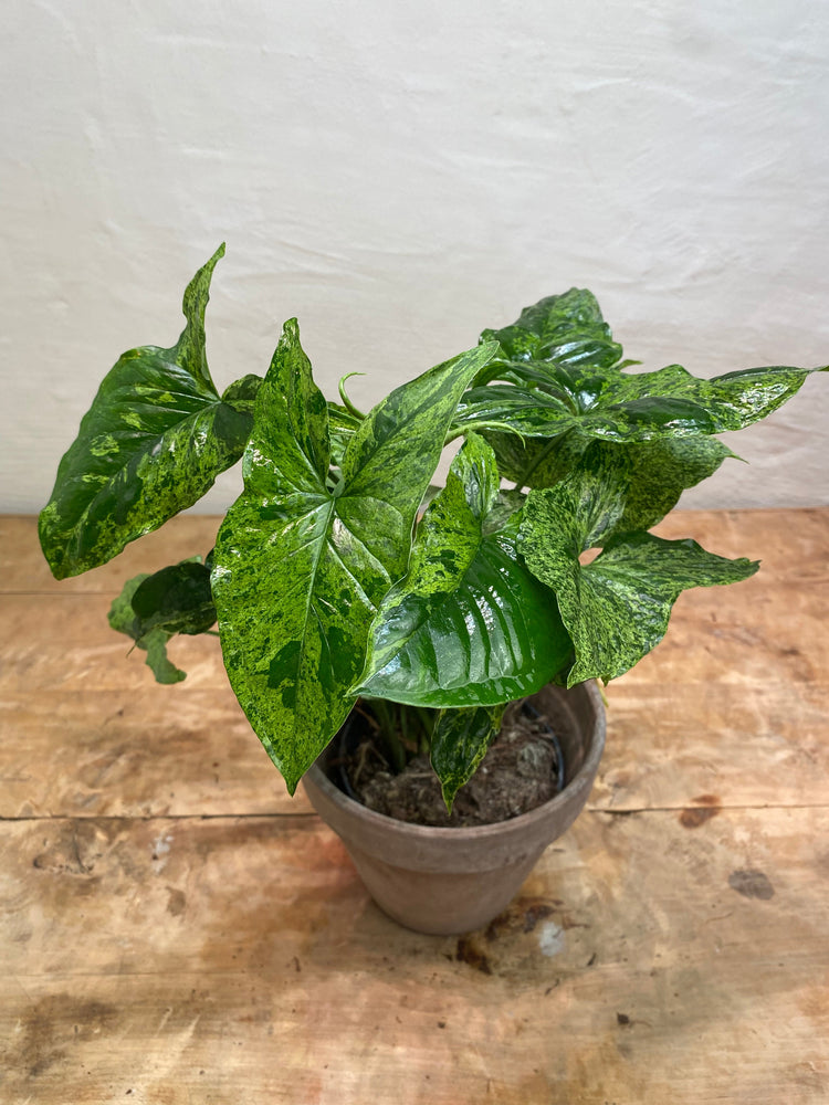 Syngonium Mottled Arrowhead &