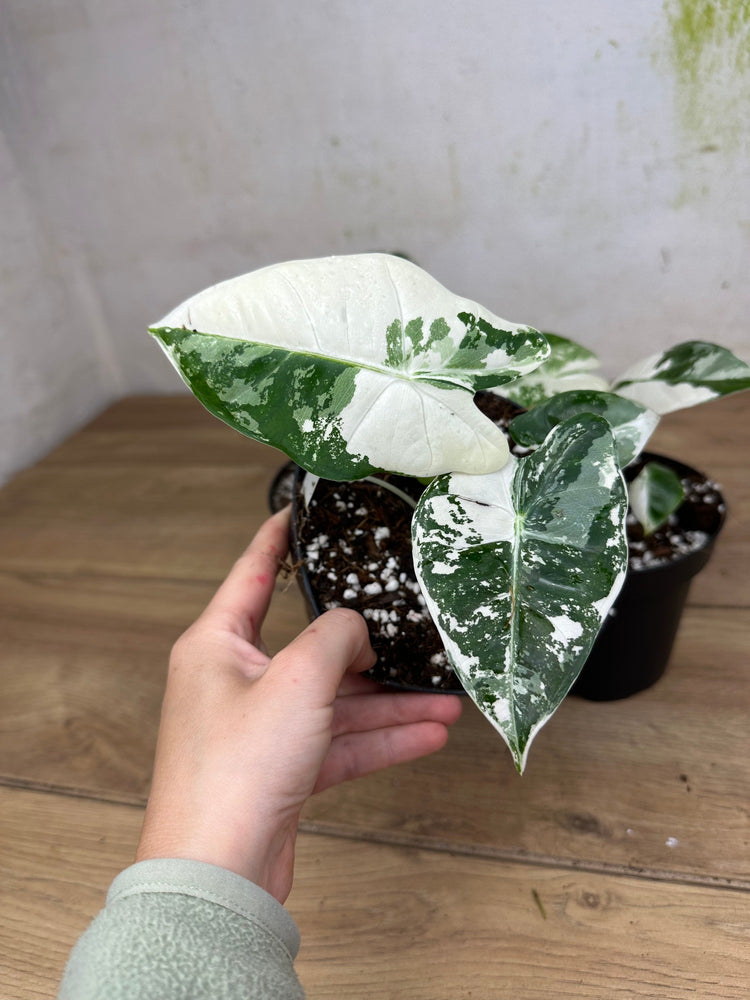 Alocasia Frydek Variegata