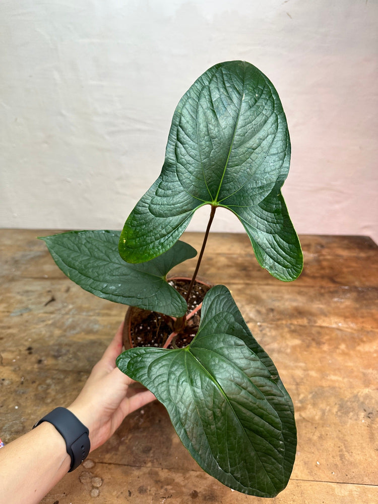 Anthurium Sagittatum x Nigrolaminum