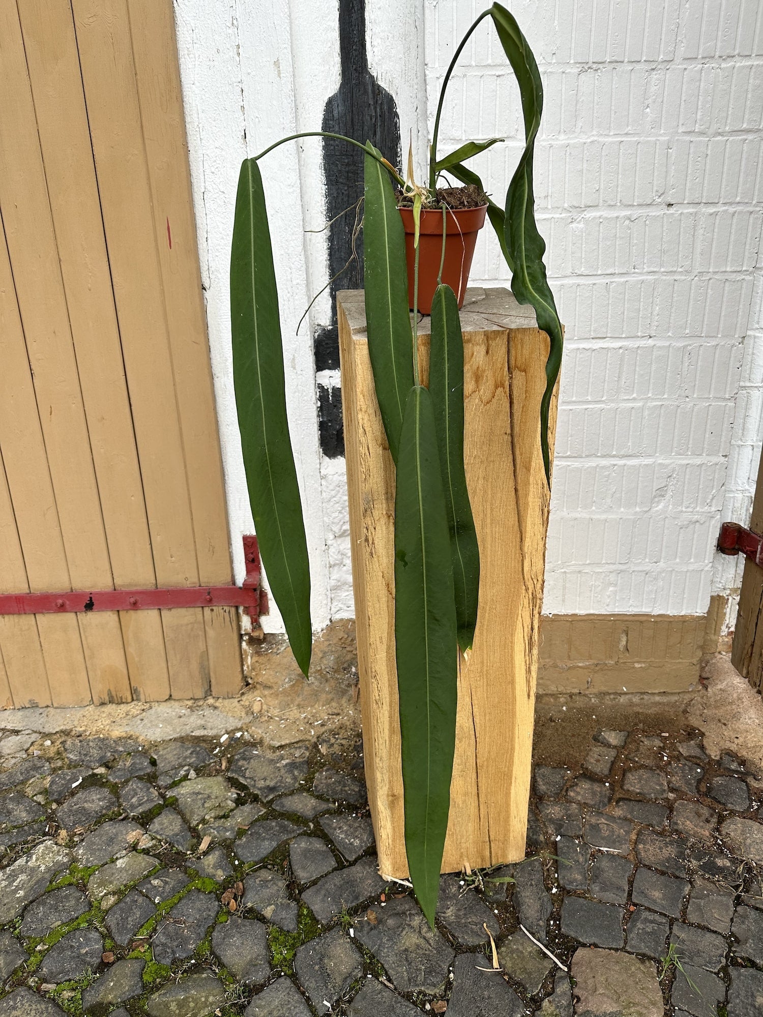 anthurium with long leaves Anthurium Pallidiflorum XXL