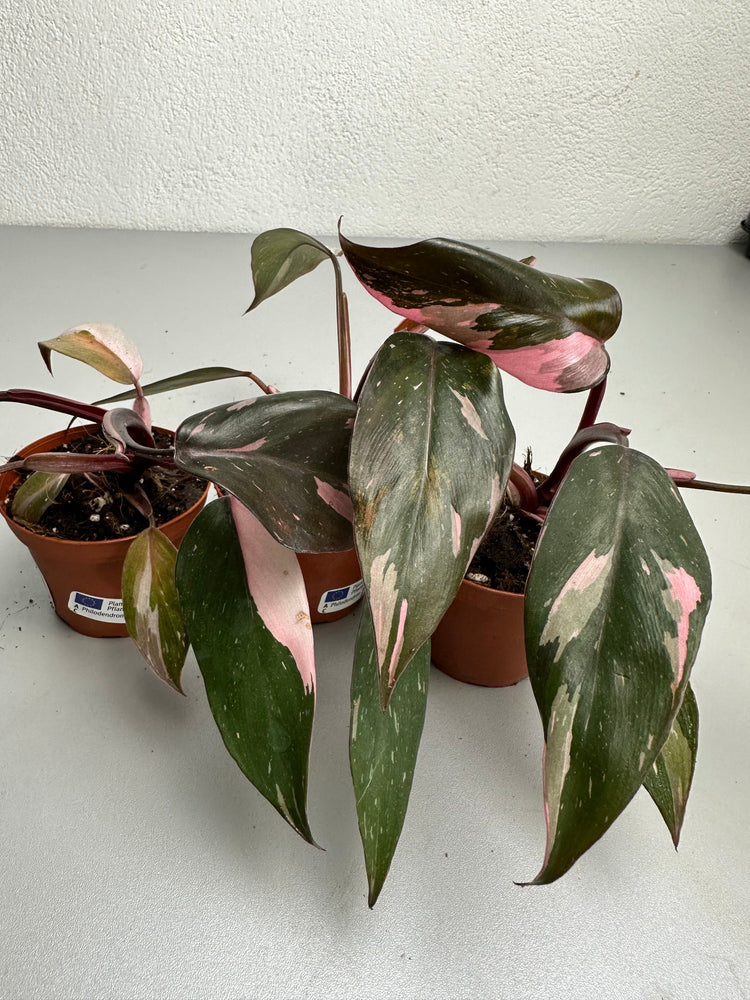 Philodendron Pink Princess