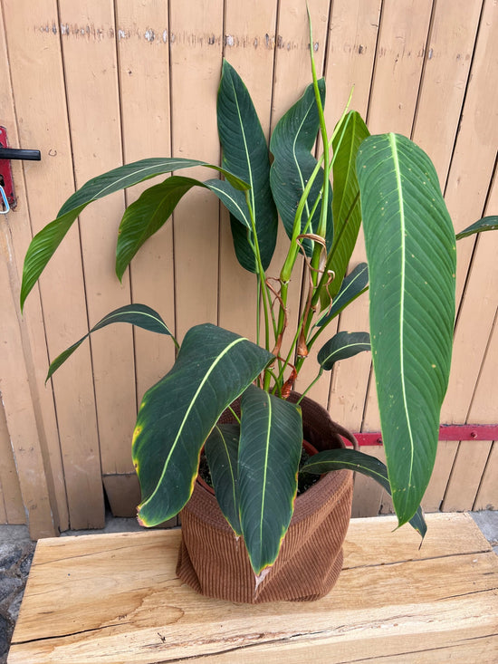 Philodendron Heterocraspedon XXL