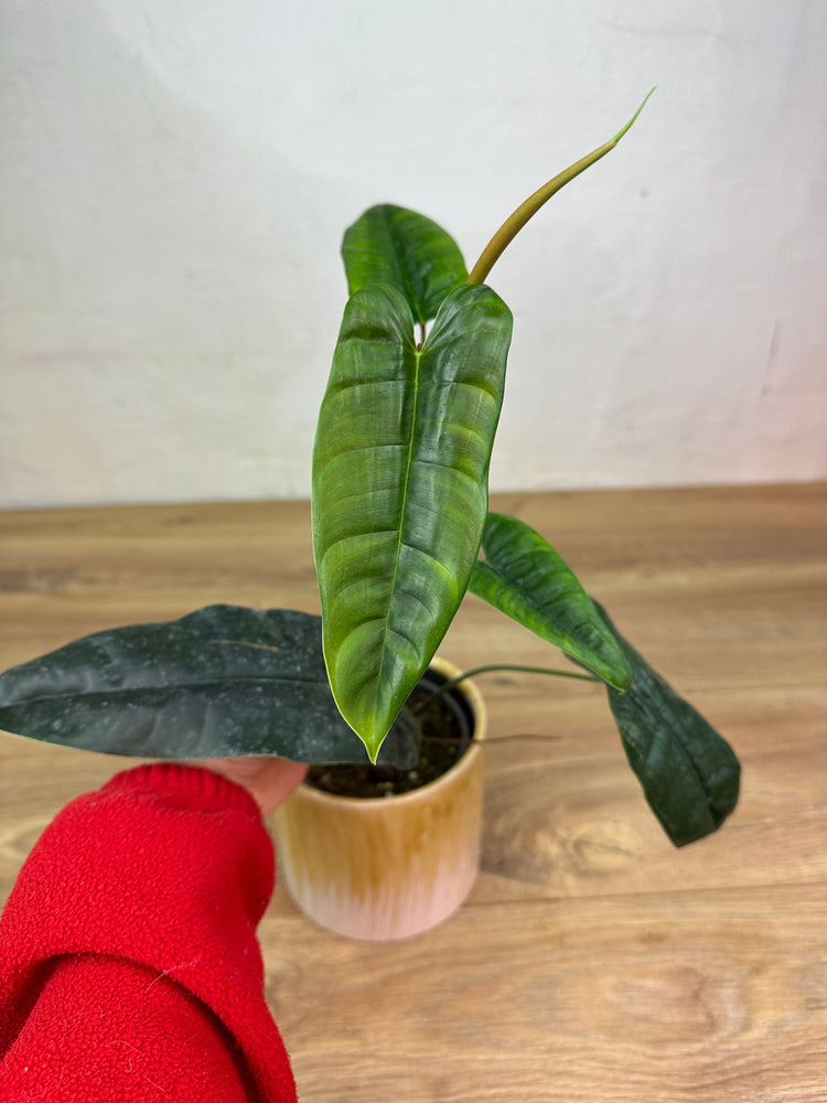 Philodendron Felix M