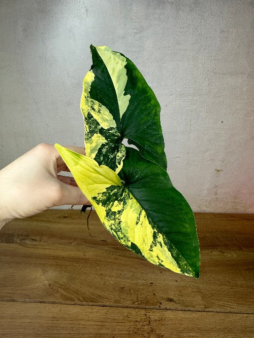 Syngonium Aurea
