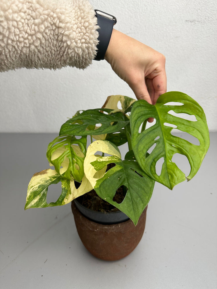 Monstera adansonii aurea variegata