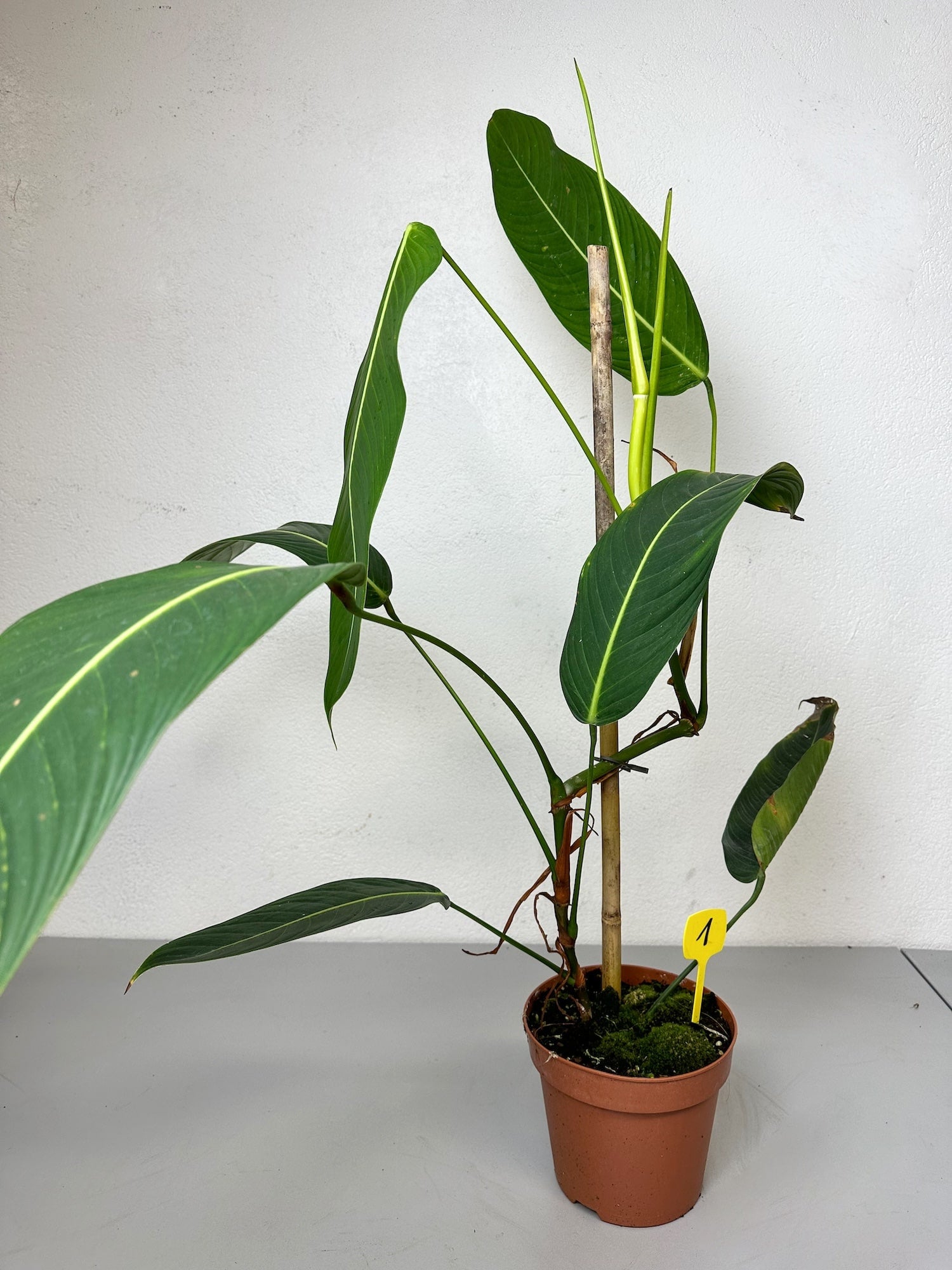 Philodendron Heterocraspedon