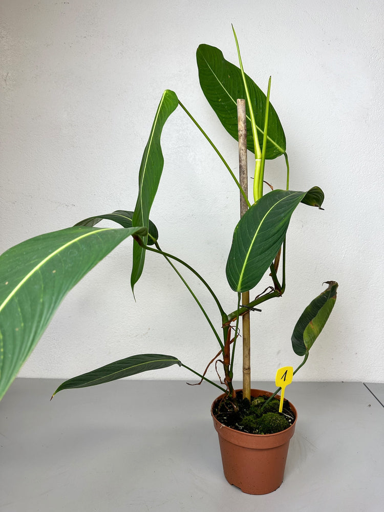Philodendron Heterocraspedon