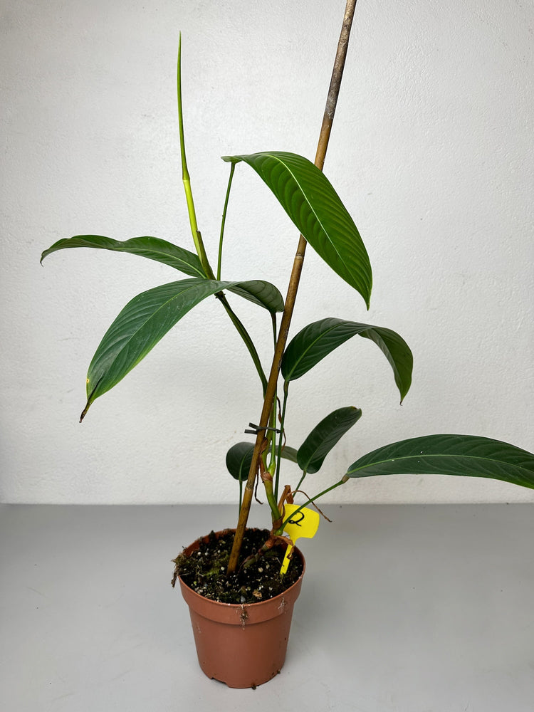 Philodendron Heterocraspedon