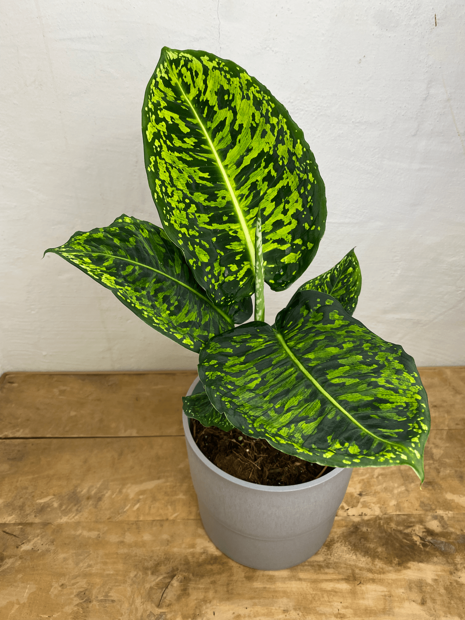 dieffenbachia photos Dieffenbachia Reflector