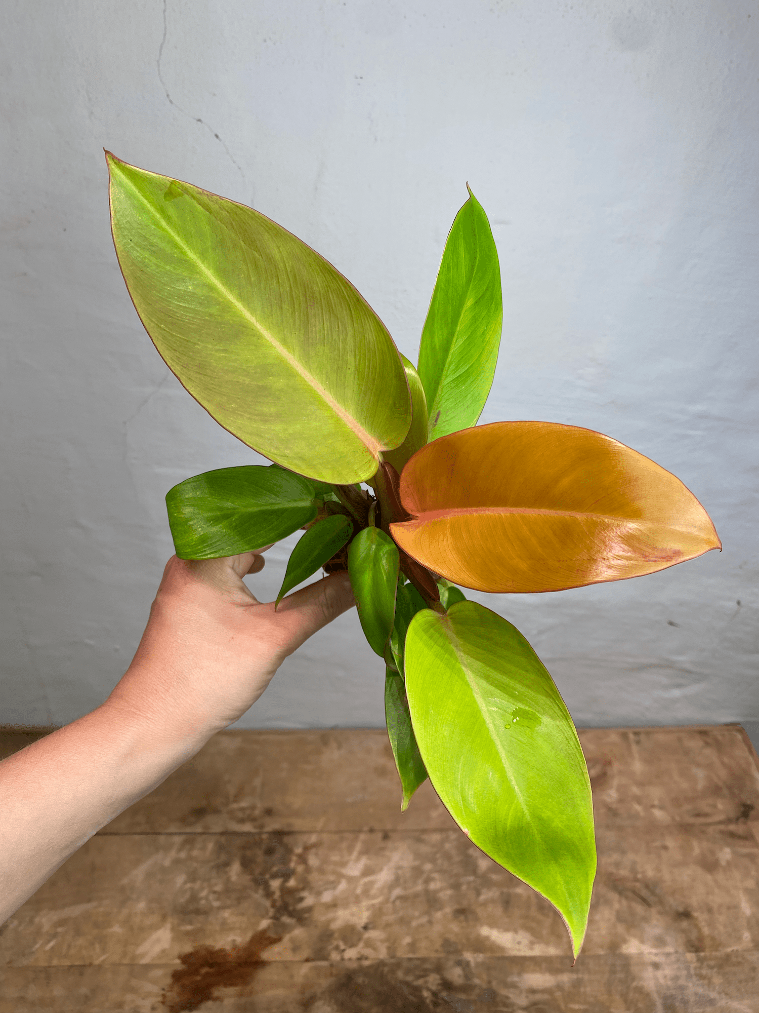 philodendron leaves are orange Philodendron Prince of Orange