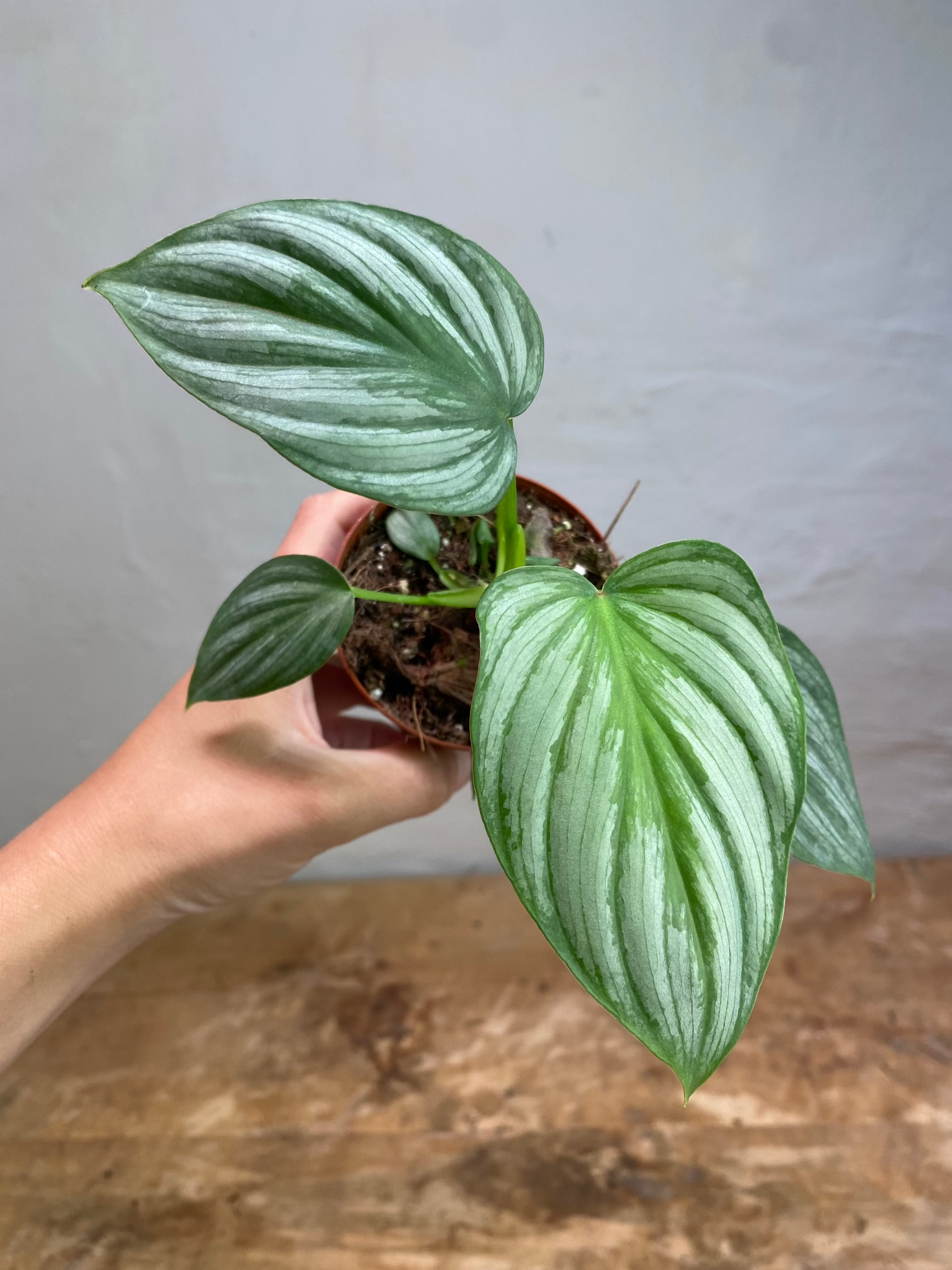 philodendron silver cloud mamei Philodendron Mamei Silver Cloud Baby