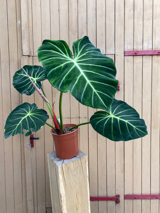 Philodendron Luxurians XXL