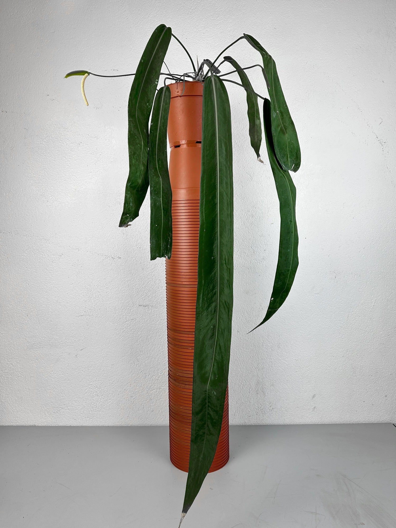 Anthurium Pallidiflorum M Harmony Plants