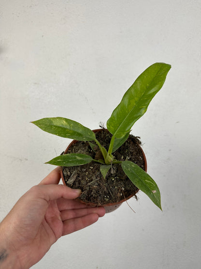 Philodendron variegata narrow "Ring of Fire" S